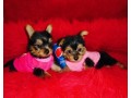 teacup-yorkie-puppies-text-330-910-0534-small-0