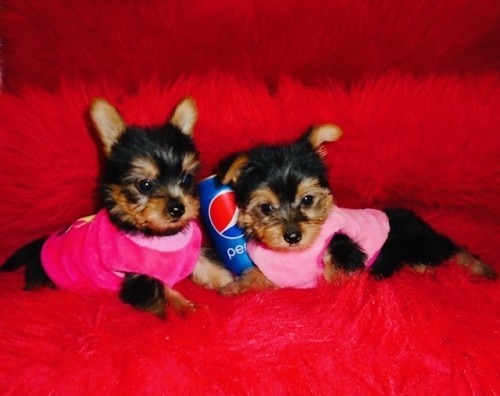 teacup-yorkie-puppies-text-330-910-0534-big-0