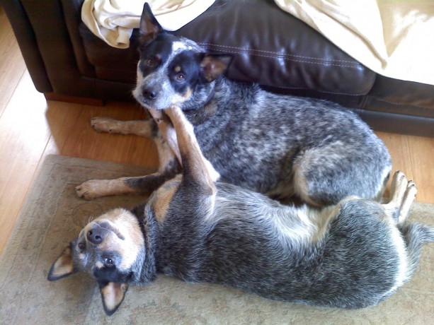 australian-cattle-dogblue-heeler-big-0