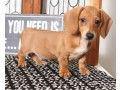 dachshund-puppies-for-sale-small-0