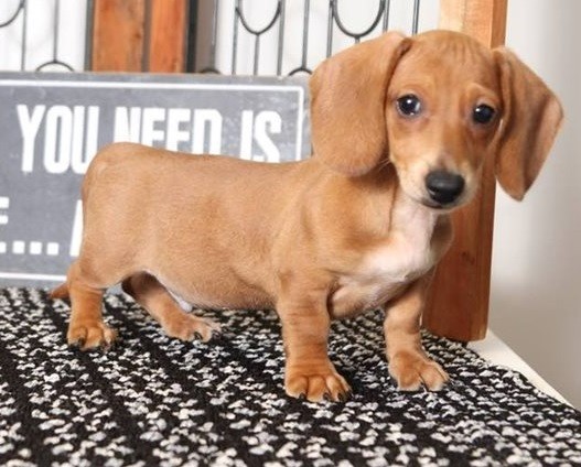 dachshund-puppies-for-sale-big-0