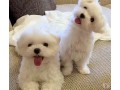 healthy-male-and-female-maltese-puppies-small-0