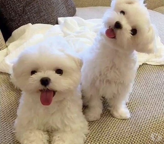 healthy-male-and-female-maltese-puppies-big-0