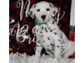 dalmatian-for-sale-small-0