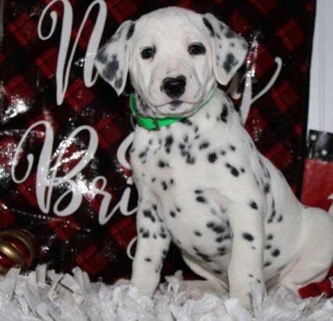 dalmatian-for-sale-big-0