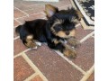 fabulous-miniature-yorkshire-terrier-puppies-small-1