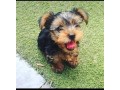 fabulous-miniature-yorkshire-terrier-puppies-small-0