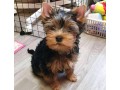 fabulous-miniature-yorkshire-terrier-puppies-small-2