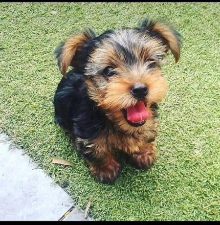 fabulous-miniature-yorkshire-terrier-puppies-big-0