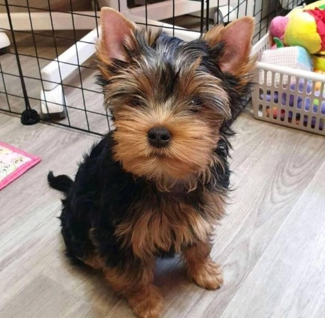 fabulous-miniature-yorkshire-terrier-puppies-big-2
