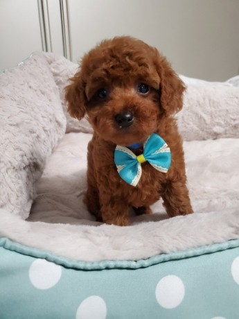 purebred-toy-poodle-puppies-big-0