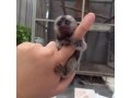trained-marmoset-capuchin-monkey-for-sale-small-1