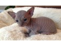 registered-sphynx-kitten-available-small-0