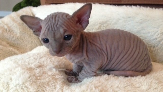 registered-sphynx-kitten-available-big-0