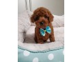 purebred-toy-poodle-puppies-small-0