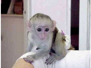 Trained Marmoset & Capuchin monkey For Sale.