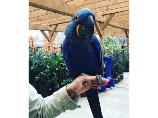 Hyacinth Macaw & Blue and Gold parrots for sale
