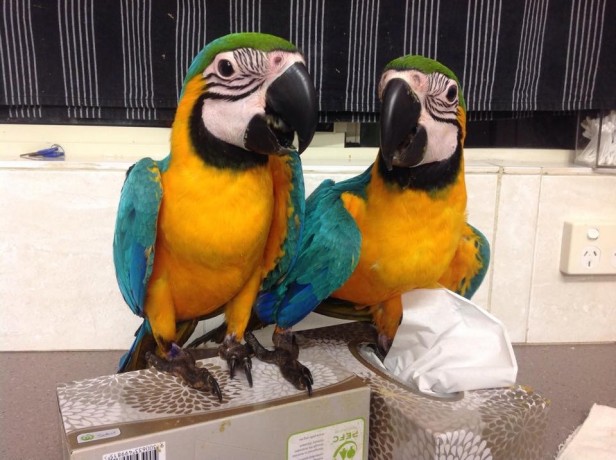 hyacinth-macaw-blue-and-gold-parrots-for-sale-big-1