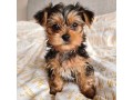 yorkie-puppies-available-small-0