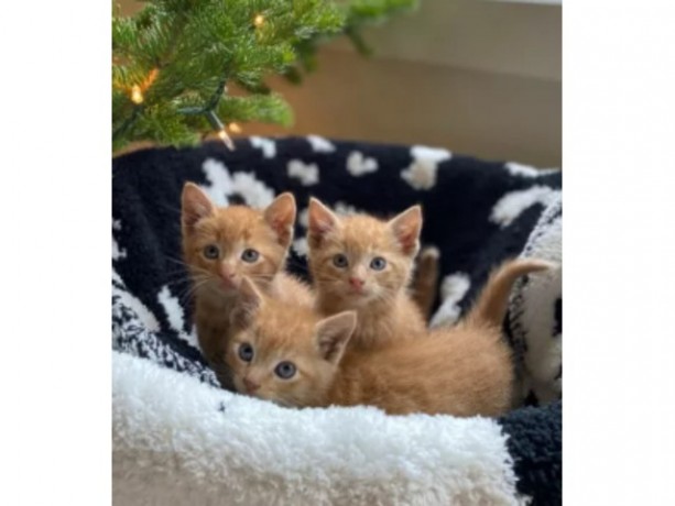 maine-coon-kittens-big-0