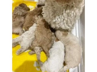 **Stunning cockapoo Puppies **