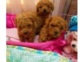 akc-registered-toy-size-poodle-puppies-available-for-sale-small-0