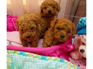 Akc Registered toy Size poodle puppies available for Sale