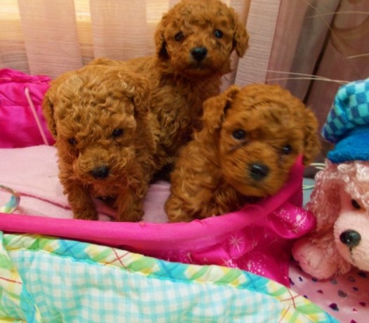 akc-registered-toy-size-poodle-puppies-available-for-sale-big-0