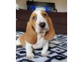 basset-hound-puppies-small-1