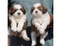 pure-bred-shih-tzu-puppies-for-sale-small-0