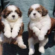pure-bred-shih-tzu-puppies-for-sale-big-0