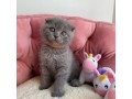 scottish-fold-for-sale-small-0