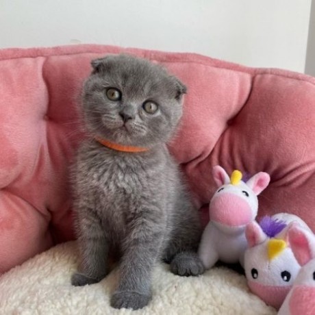 scottish-fold-for-sale-big-0