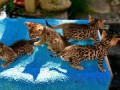 amazing-bengal-kittens-for-new-homes-small-0
