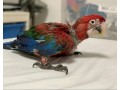 macaws-hand-reared-and-cuddly-small-1