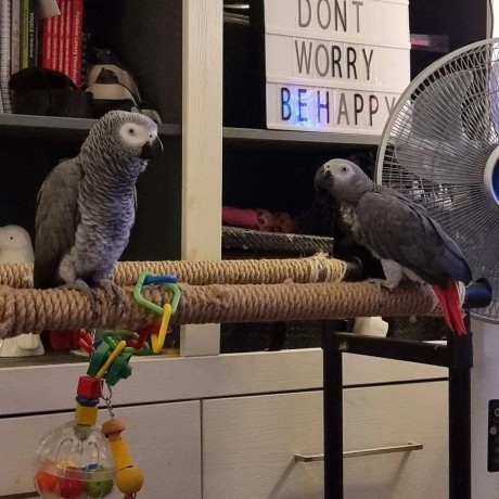healthy-african-grey-parrot-big-0