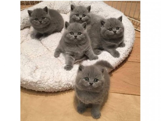 british-shorthair-kittens-big-0