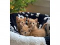 maine-coon-kittens-small-0