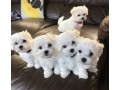 maltese-puppies-for-adoption-small-0