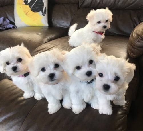 maltese-puppies-for-adoption-big-0