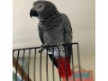 african-grey-parrots-for-sale-congo-african-grey-parrots-for-sale-small-0