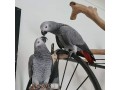 african-grey-parrots-for-sale-congo-african-grey-parrots-for-sale-small-2