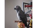 african-grey-parrots-for-sale-congo-african-grey-parrots-for-sale-small-1