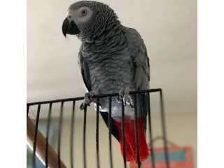 African Grey Parrots For Sale - Congo African grey parrots for sale