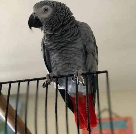african-grey-parrots-for-sale-congo-african-grey-parrots-for-sale-big-0