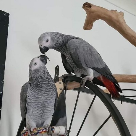 african-grey-parrots-for-sale-congo-african-grey-parrots-for-sale-big-2