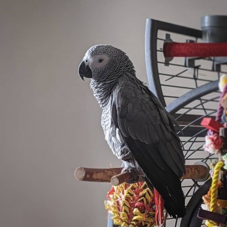 african-grey-parrots-for-sale-congo-african-grey-parrots-for-sale-big-1