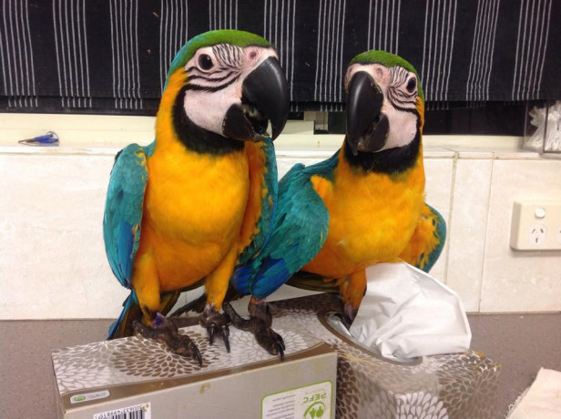 magnificent-hyacinth-macaw-blue-and-gold-parrots-for-sale-big-1
