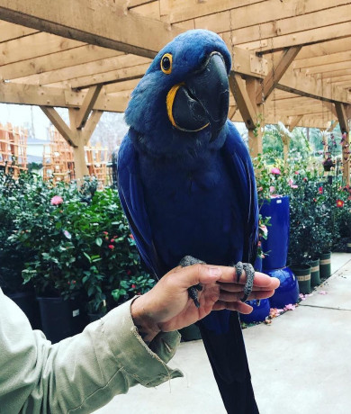 magnificent-hyacinth-macaw-blue-and-gold-parrots-for-sale-big-0