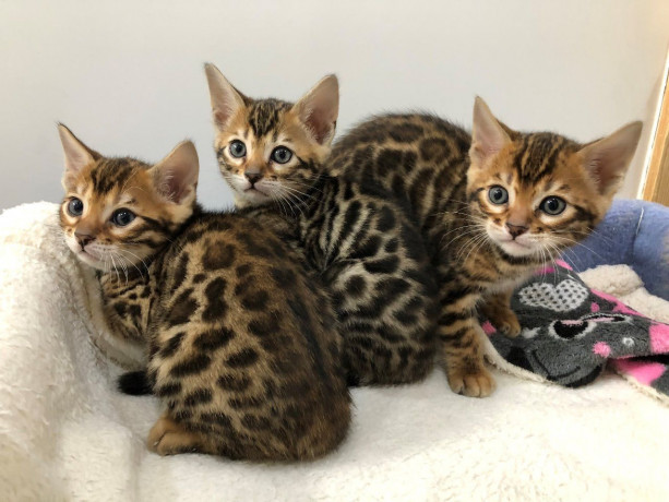 lovely-bengal-kittens-for-sale-big-0